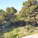 Javea